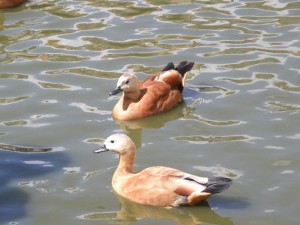 two pretty ducks swimming on water